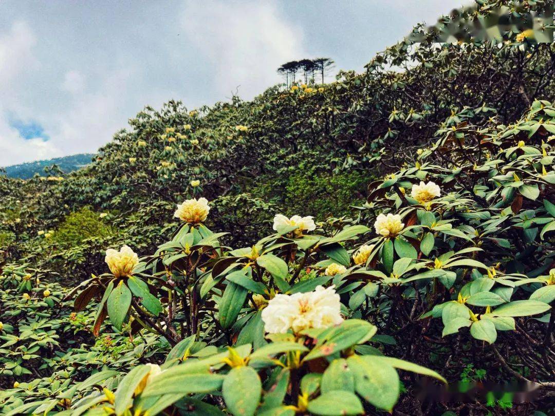 美美美苍山洗马潭杜鹃花盛放拍照赏花正当时