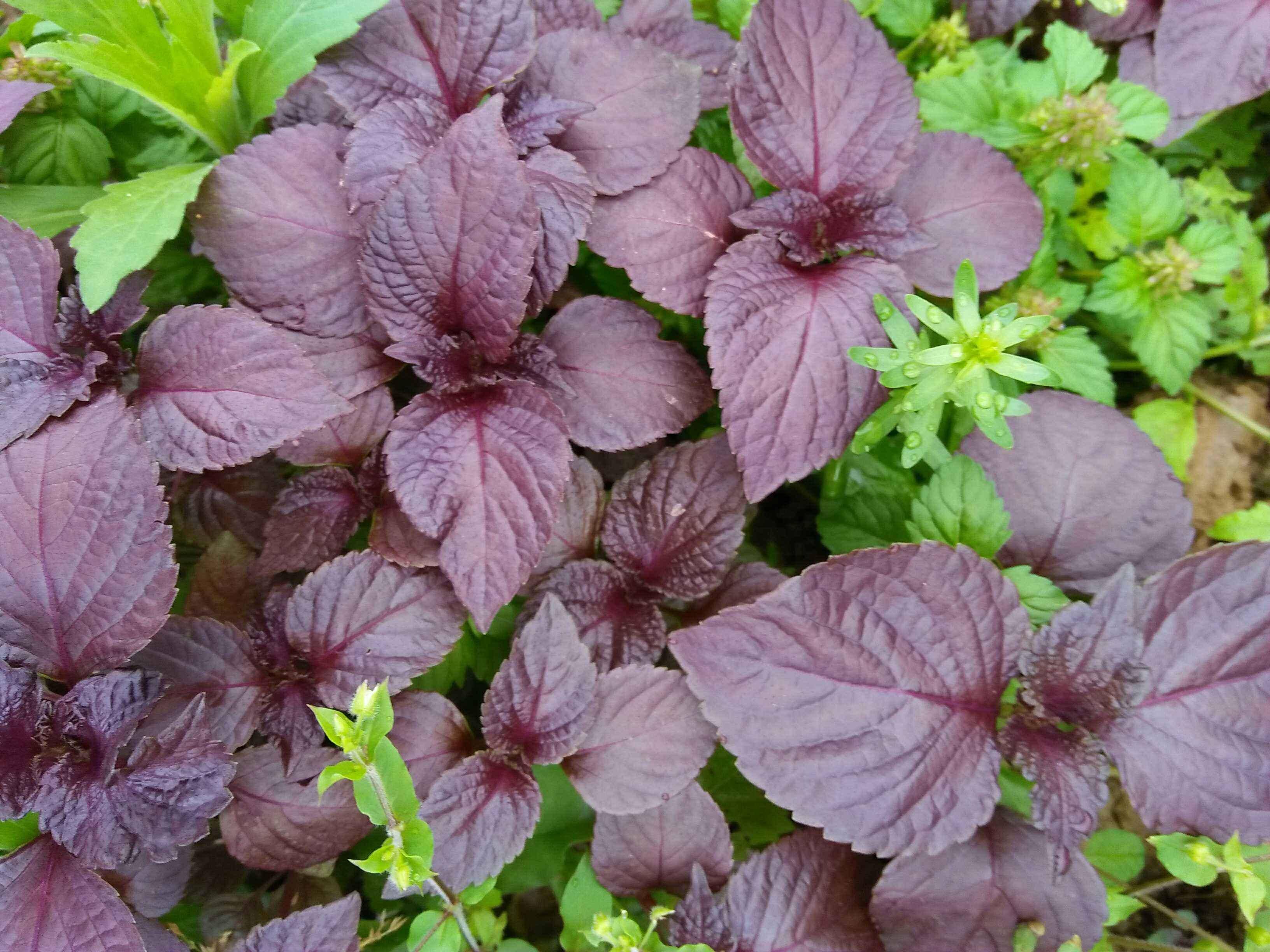 这3种药材,是中医上的祛湿良方,家中常备,或可"清凉一夏"_紫苏_薄荷