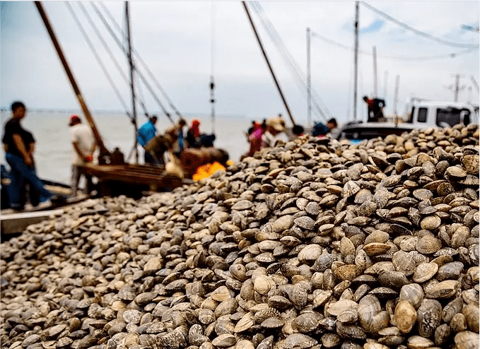红岛蛤蜊节 | o my gala!挖蛤蜊,买蛤蜊,吃蛤蜊……来这里过把瘾吧!