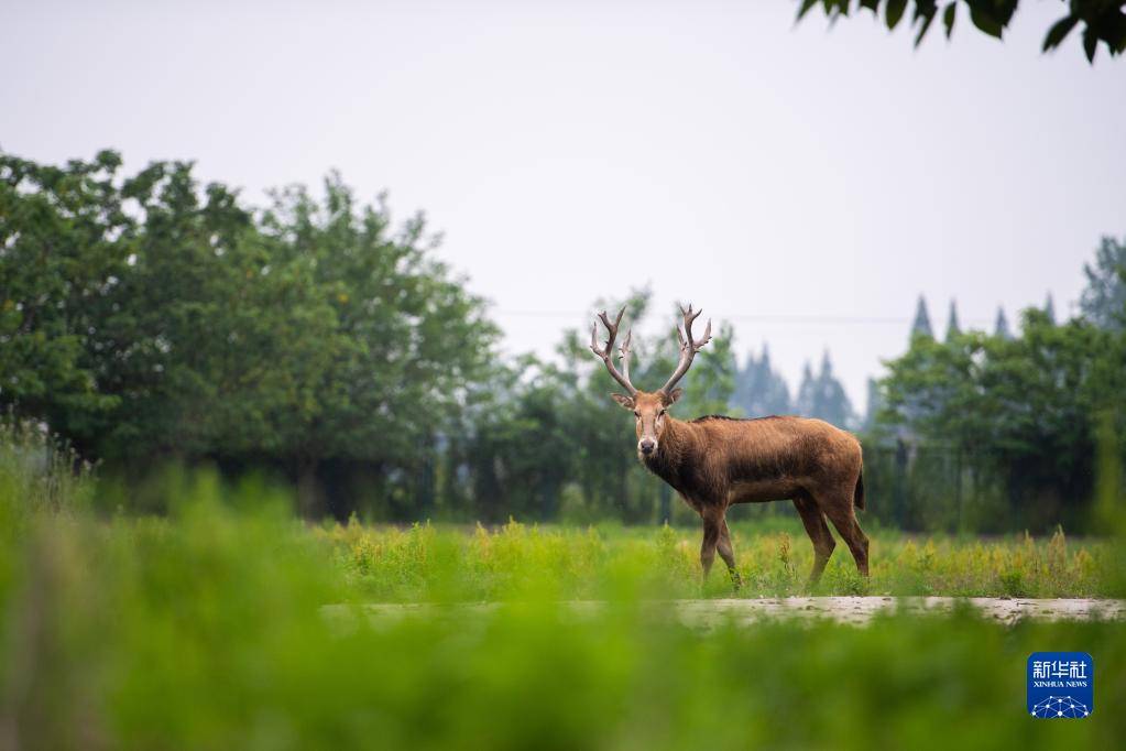 呦呦鹿鸣东洞庭图