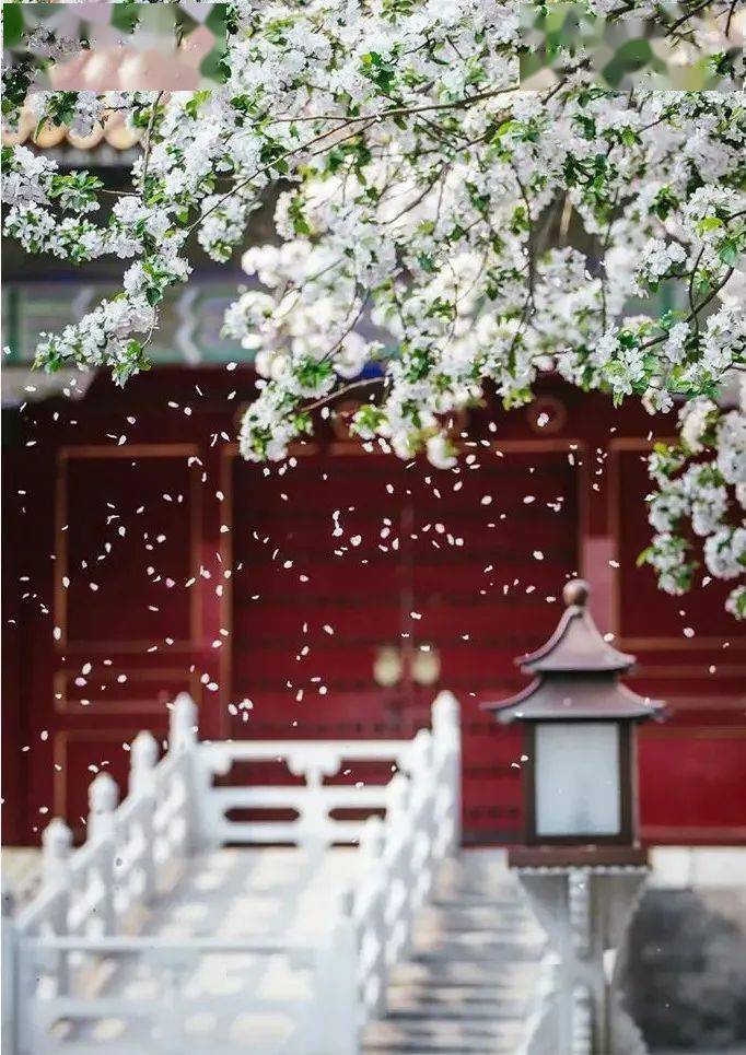 二十四节气 二十四番花信风 美到窒息 开花 百花 花儿 二十四节气 二十四番花信风 美到窒息 开花 百花 花儿