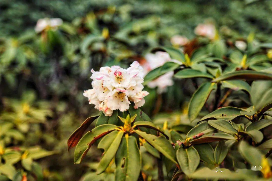 美美美苍山洗马潭杜鹃花盛放拍照赏花正当时