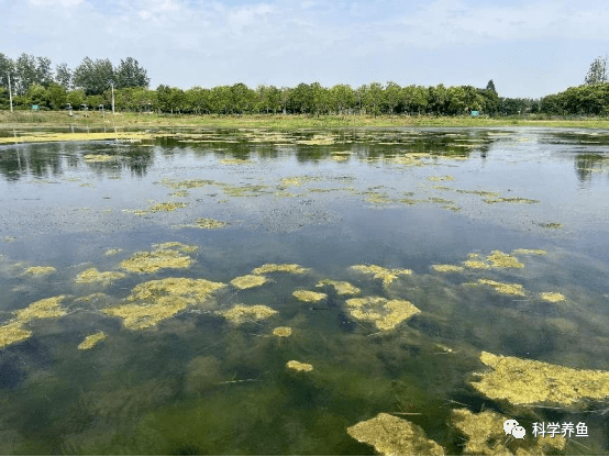 黃藻門的黃絲藻,綠藻門的水網藻,絲藻,竹枝藻,毛枝藻,鞘藻,剛毛藻