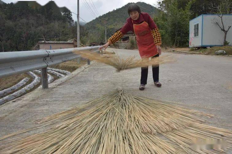 沙縣這裡的草蓆,是多少人記憶中的鄉愁_席草_活動_種植