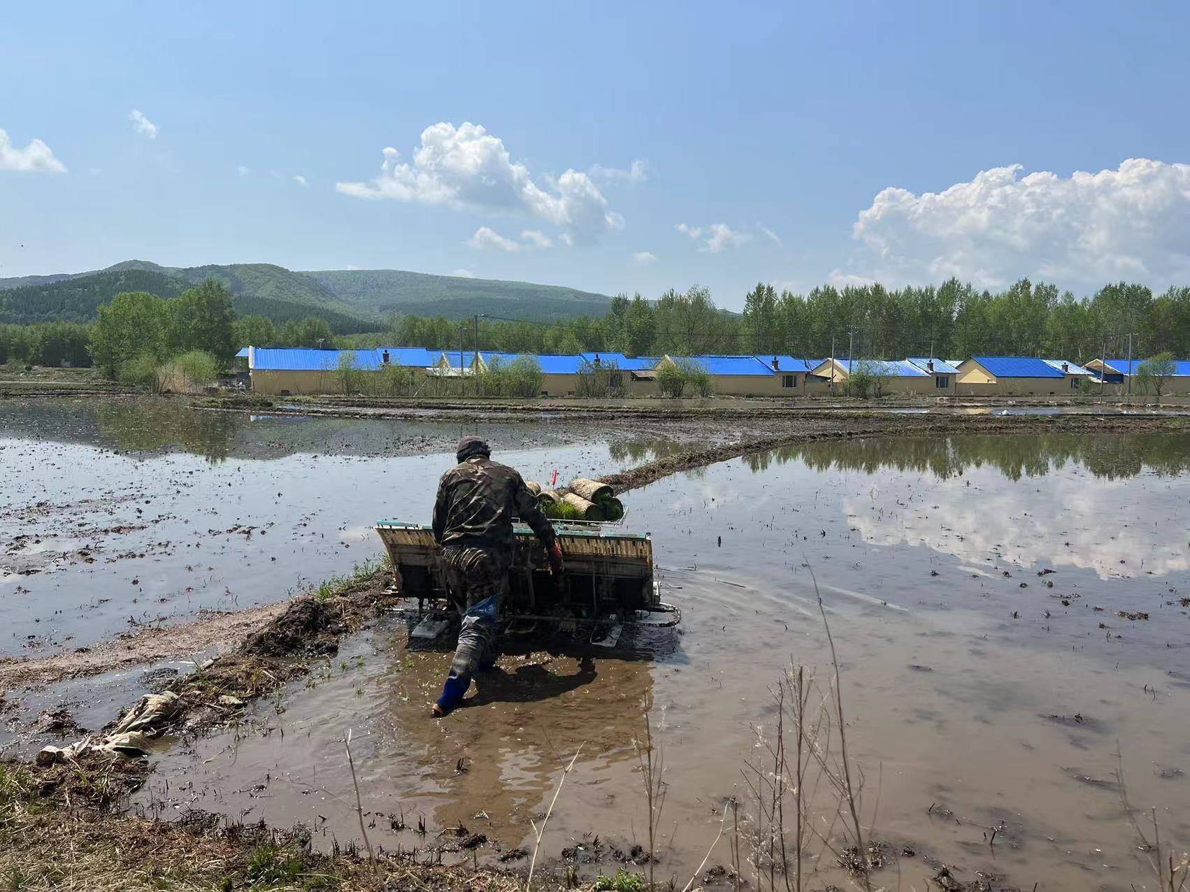 汪清县春阳镇全面掀起水稻插秧热潮