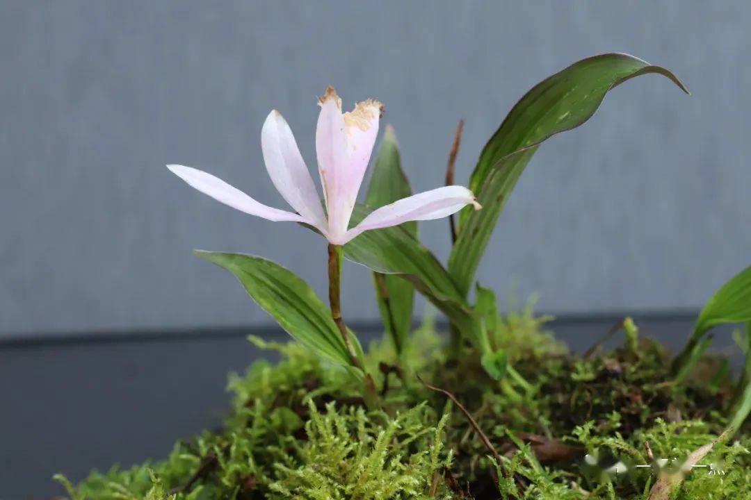 四川独蒜兰再现云南乌蒙山