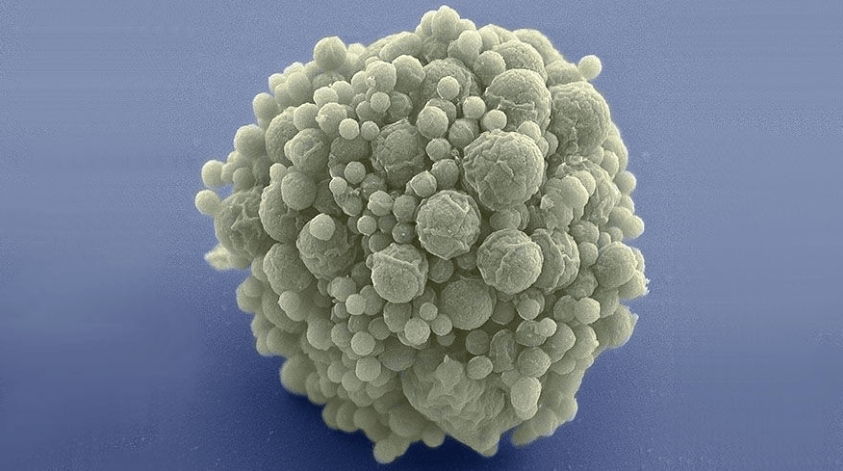 基因工程大突破美国造出只需473个基因就能完美分裂的人造细胞