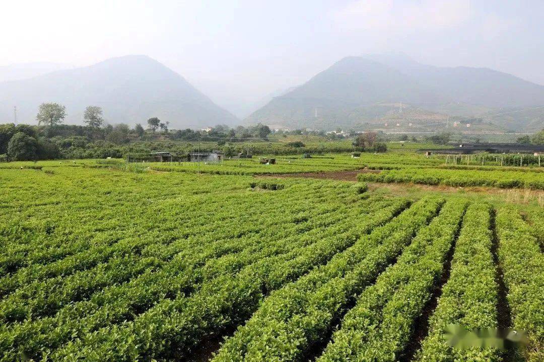 元江招商雲南省最大茉莉花種植地有一個項目邀你合作