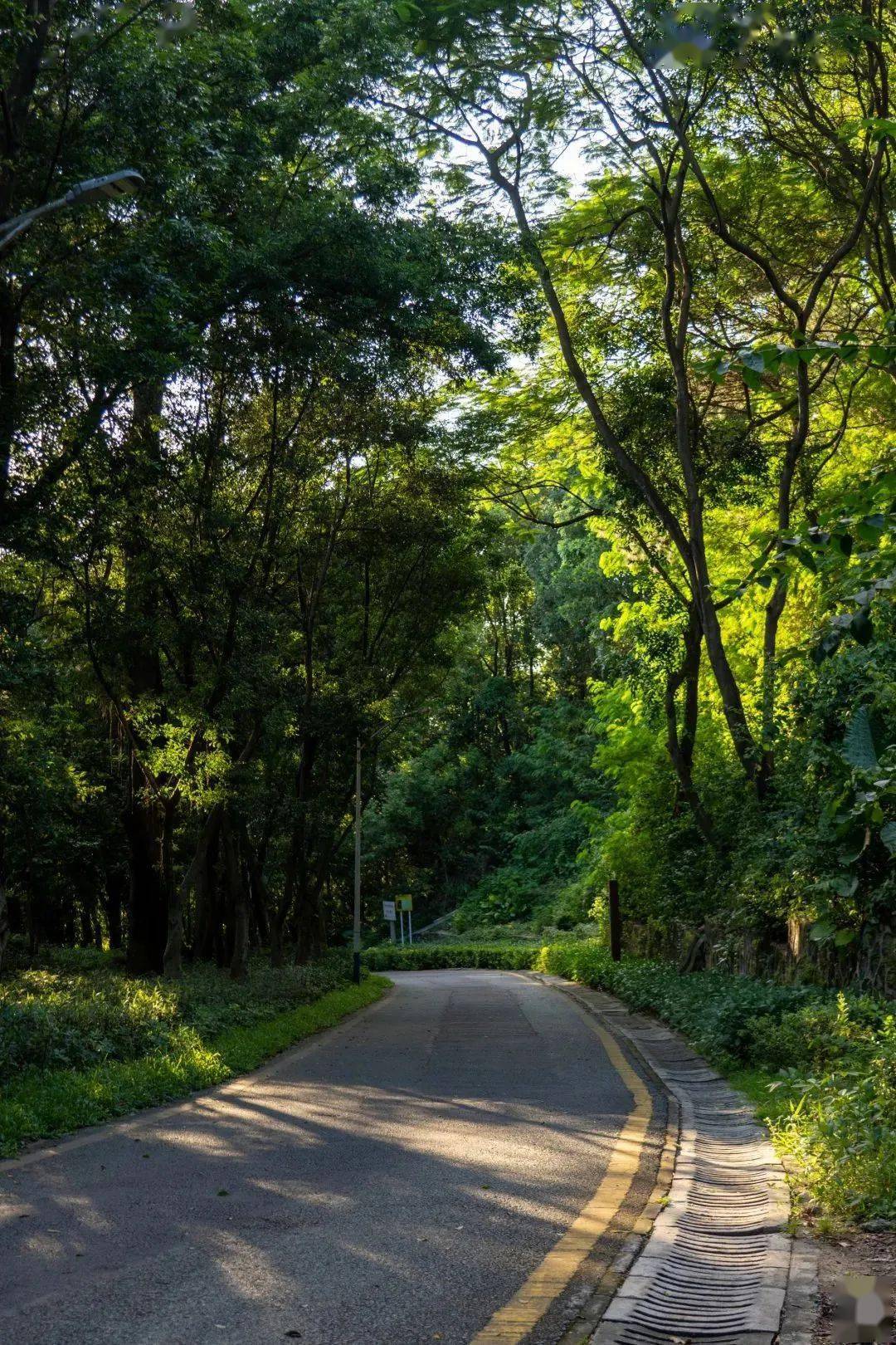 深圳遛娃无障碍山地公园网红栈桥环山步道高颜值amp超有爱可以从早逛