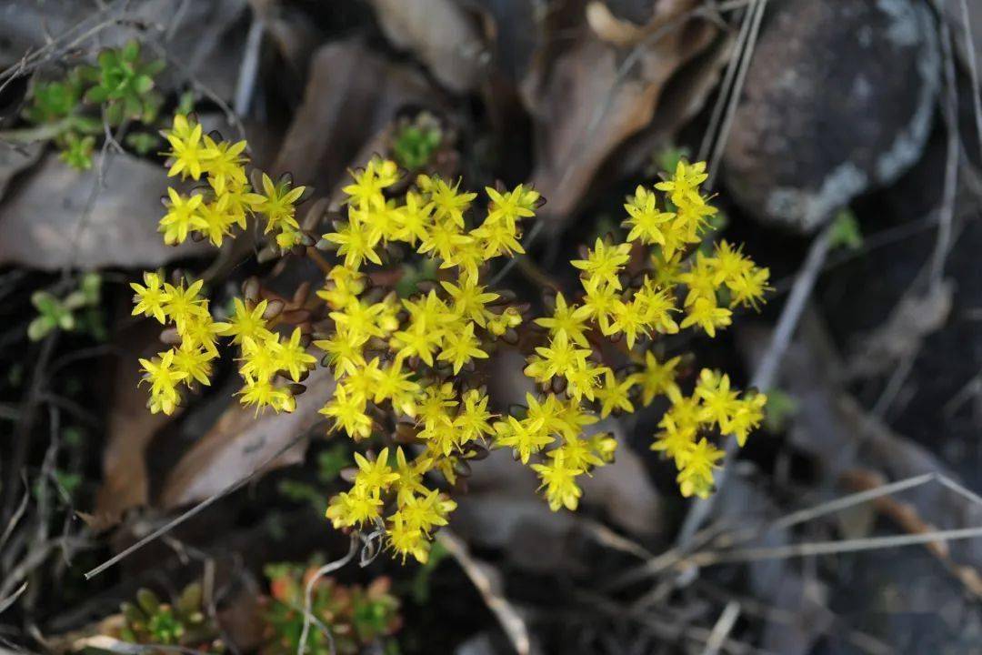 滴水岩上的小根蒜开花了