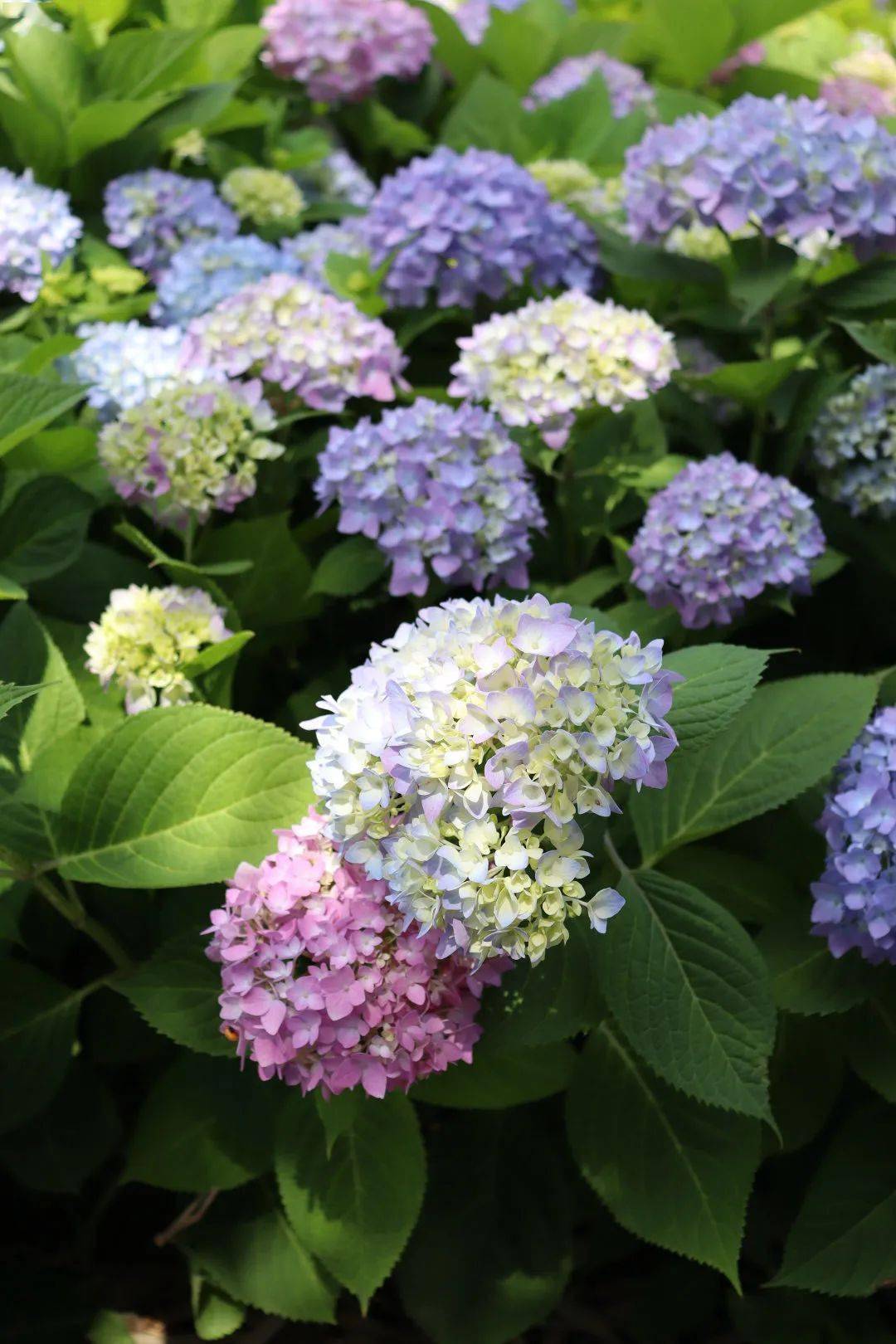 花开无尽夏 夏天 我们去看绣球花海吧 小雁塔 西安 唐长安城 花开无尽夏 夏天 我们去看绣球花海吧 小雁塔 西安 唐长安城