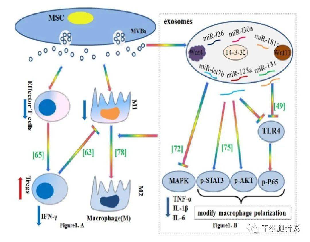 mrna和lncrna,细胞因子,或许还有点dna),然后分泌出细胞外,再接着进入