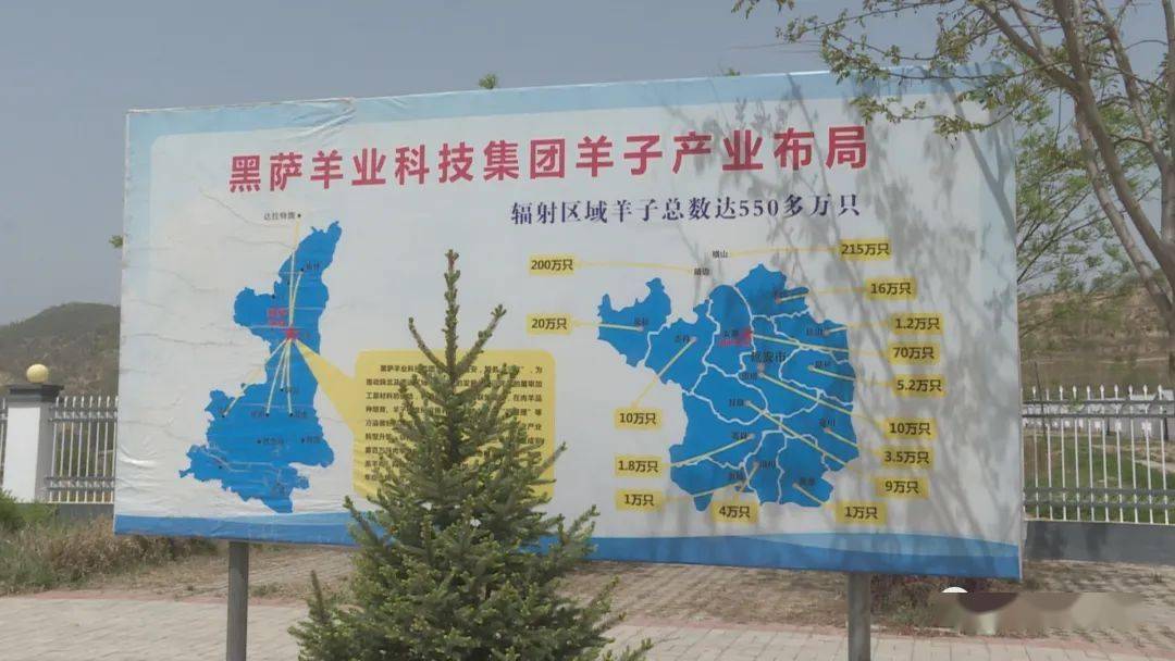 明日剧透|黑萨羊业:发展规模养殖 打造标准化肉羊产业_防疫_统一_畜