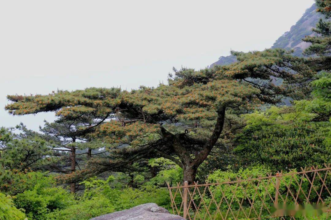 黄山千年迎客松开花了