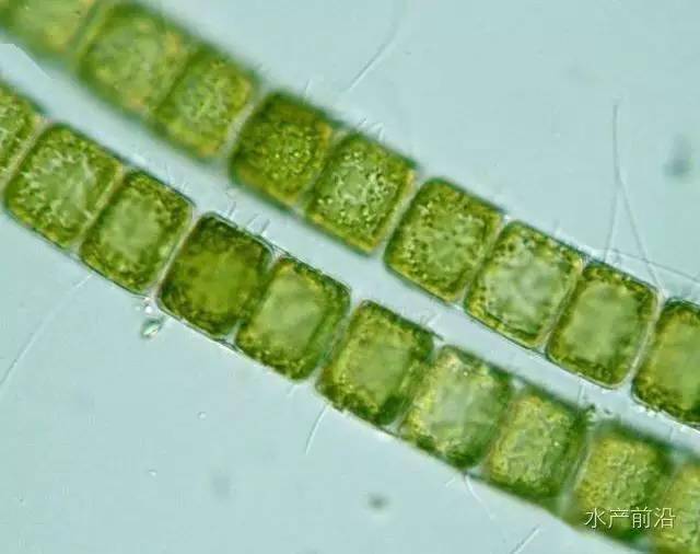 等鞭金藻结构图图片
