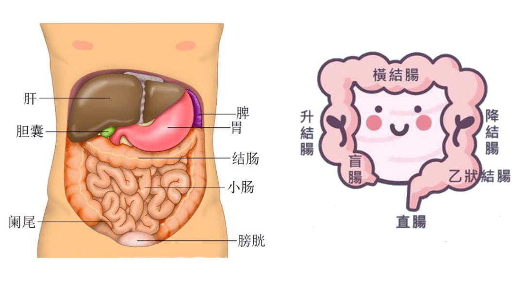 健康肠相伴市五医院开展世界肠道健康日多学科联合公益义诊活动