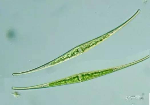 快收藏史上最全高清藻类图谱渔医技术员业务员经销商养殖户