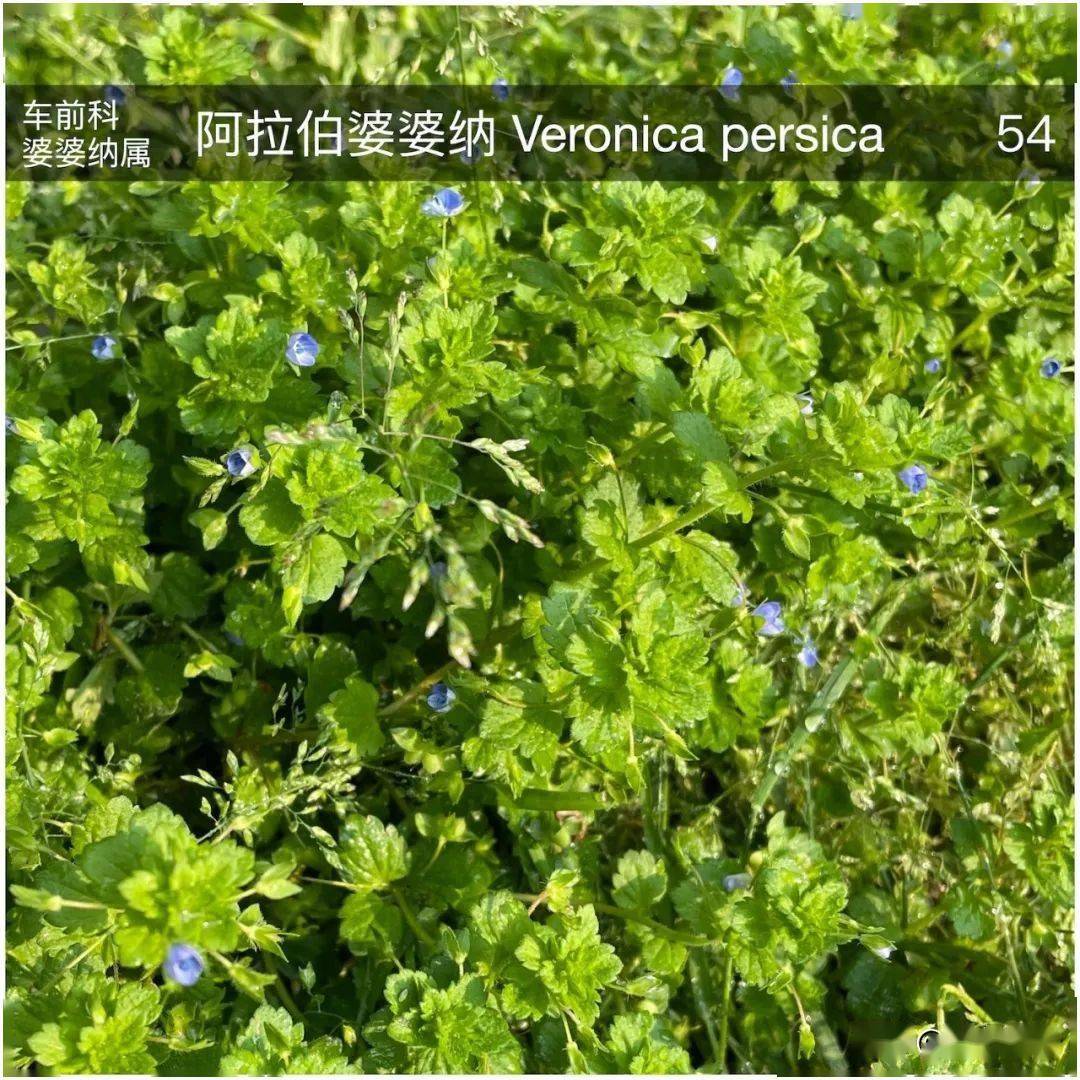 珊瑚樱,繁缕,漆姑草,车前草,阿拉伯婆婆纳,南苜蓿,野豌豆,附地菜,柔弱