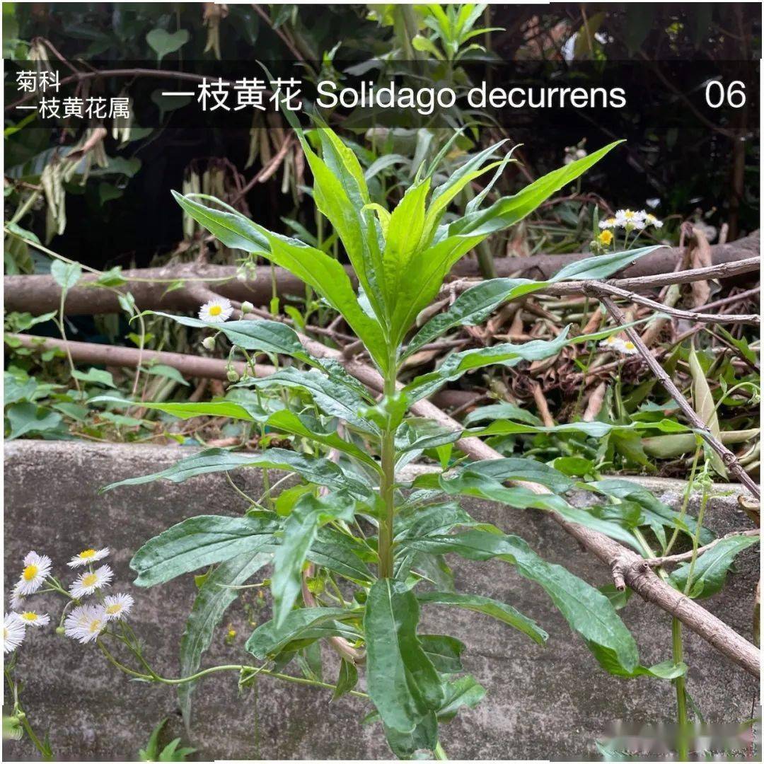 入侵植物小霸王2(来自新加拿大)日暖桑麻光似泼,风来蒿艾气如薰不开花