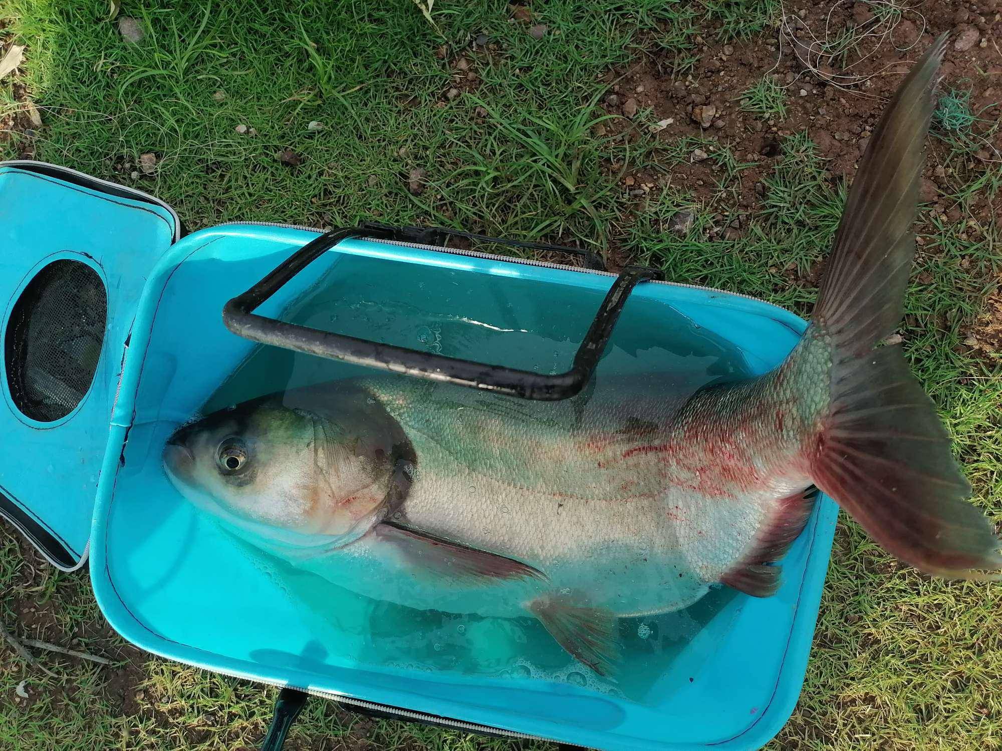 打下重窝钓鲢鳙鱼情暴躁又爆护啦