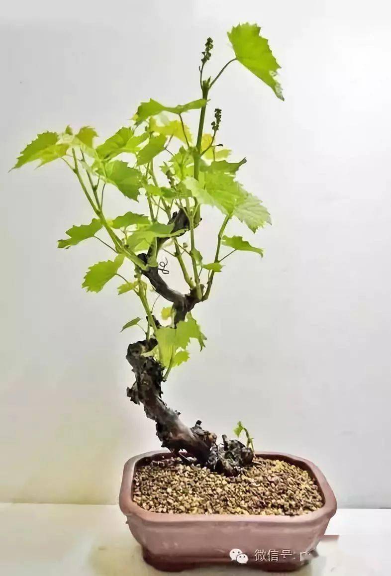 栽一棵葡萄_果期_需水量_土壤