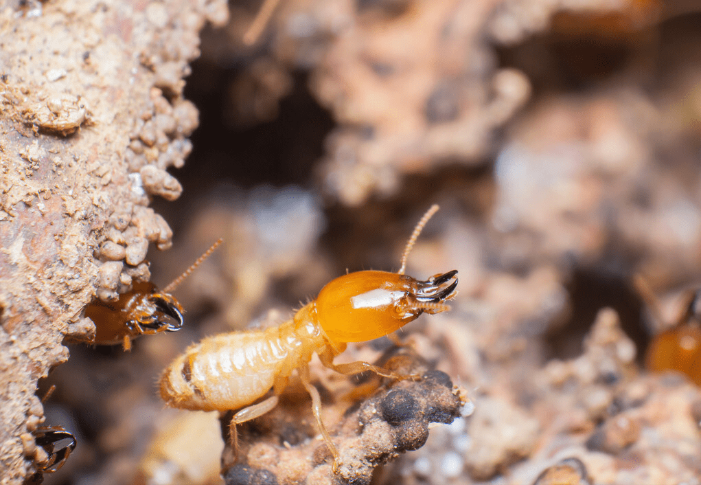 上海白蚁一夜大爆发,飞上20多层高楼,集体出巢的原因是什么?_上海白蚁