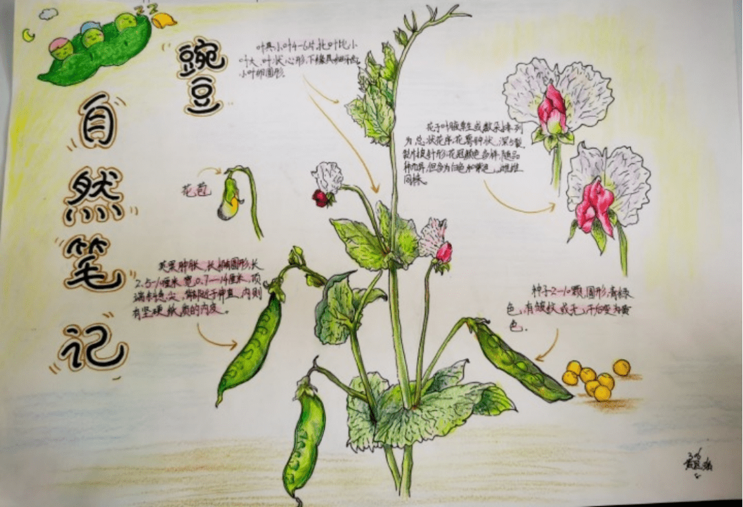 触碰自然描绘乐趣实小集团第十八届读书节之自然笔记大赛优秀作品展