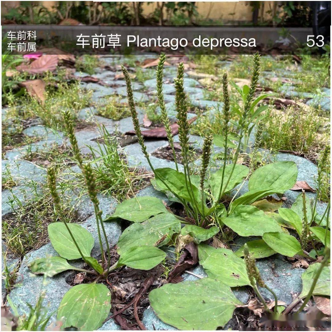 珊瑚樱,繁缕,漆姑草,车前草,阿拉伯婆婆纳,南苜蓿,野豌豆,附地菜,柔弱