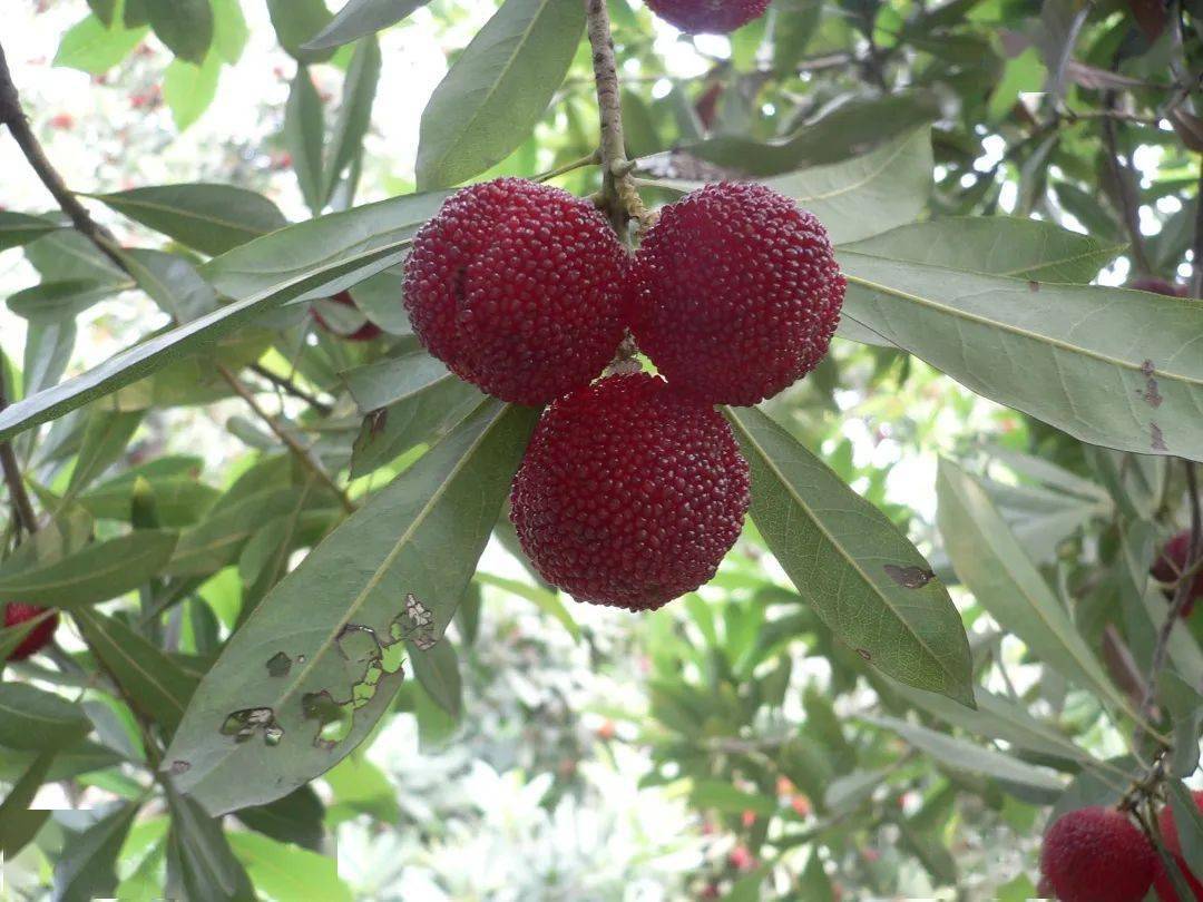 正宗茶山杨梅这里买今年茶山杨梅实行集中售卖