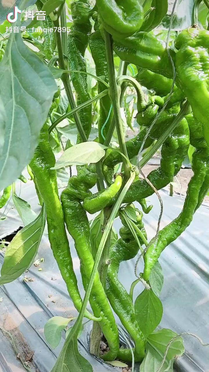 学会给辣椒吊蔓辣椒结的吃不完螺丝辣椒种植小技巧辣椒