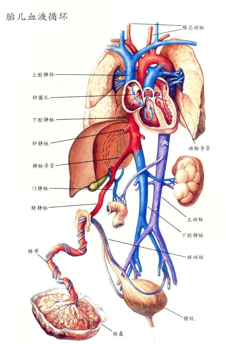 羊的静脉血管图图片