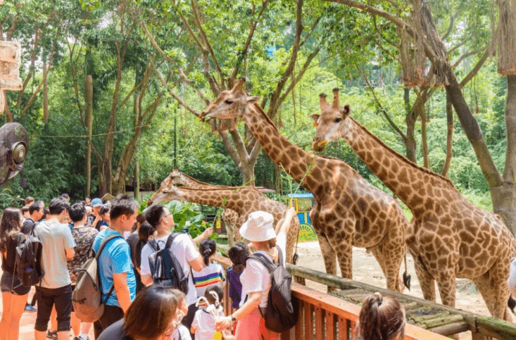 長隆野生動物世界199元搶購自駕車2大1小尊享票自駕近距離體驗動物的