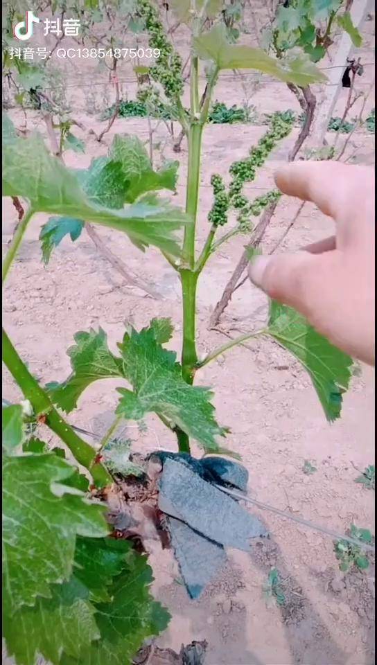 葡萄苗葡萄修剪葡萄种植技术蓝宝石葡萄苗现代化农业
