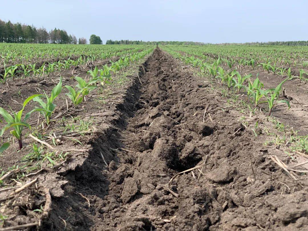 856三区玉米中耕放寒精耕细管促高产