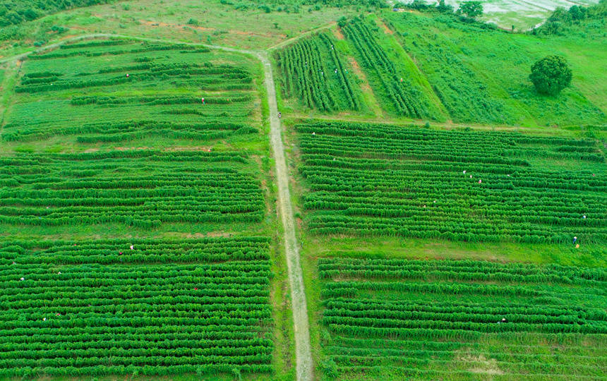 江西丰城:何首乌产业助力乡村振兴_种植_王堃_洛市镇
