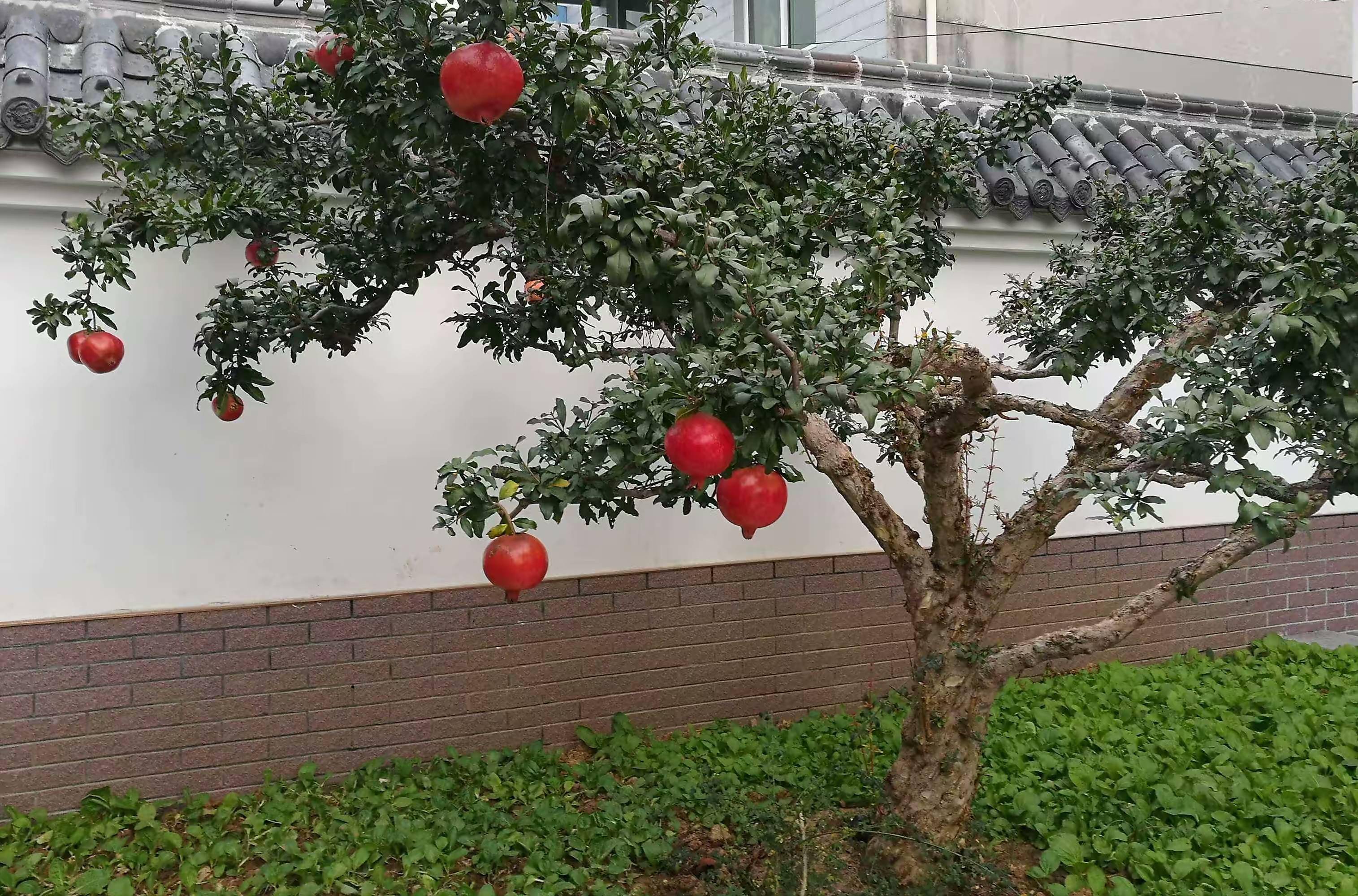 家庭院子果树种植禁忌图片