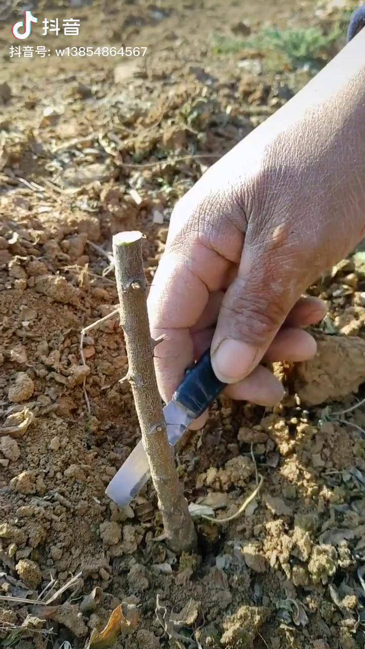 家人们枣树嫁接你们学会了嘛枣树嫁接技术