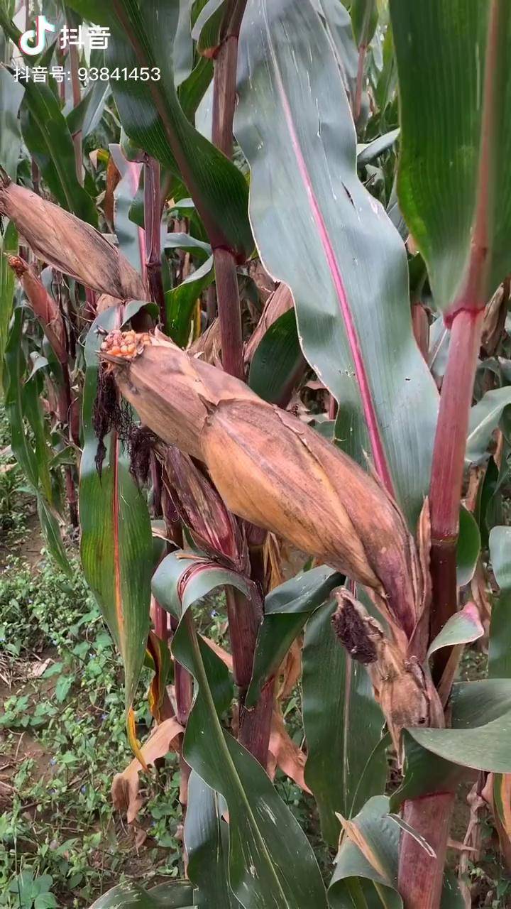 紫杆玉米特点优势农业农村农民种植玉米大田技术