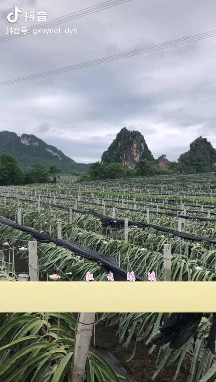 一起去瞧瞧金穗火龙果的生产线吧～三农 火龙果 金穗火龙果基地 广西