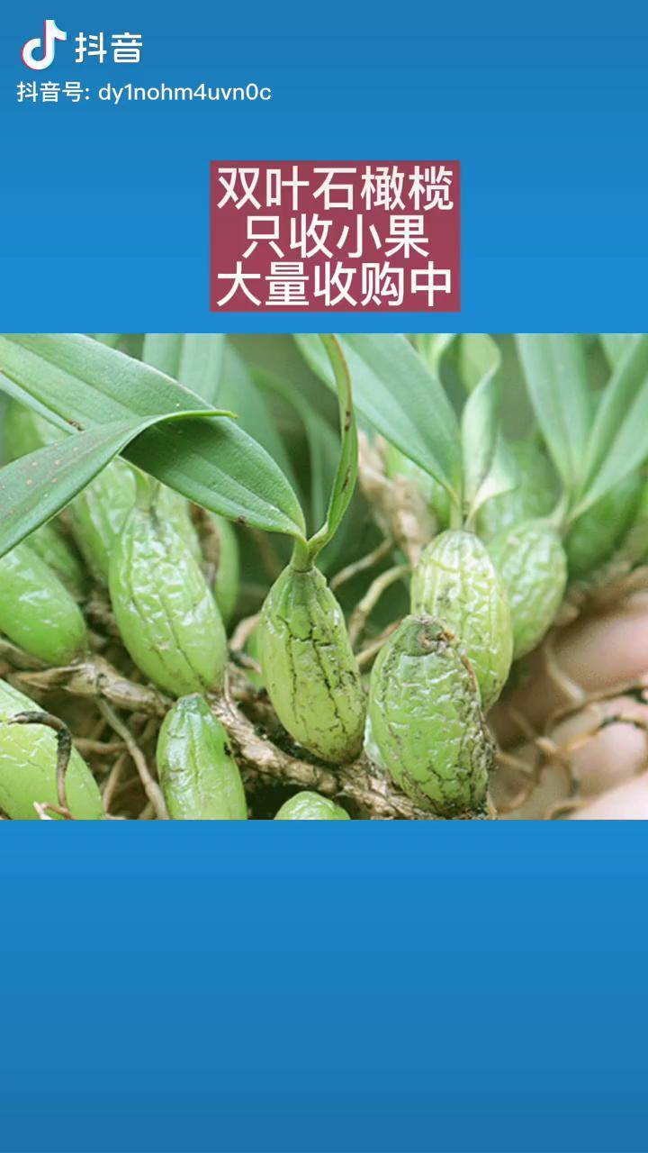 节日要过货也要收大量收购石橄榄强调一下只收双叶小果的中药材农产品