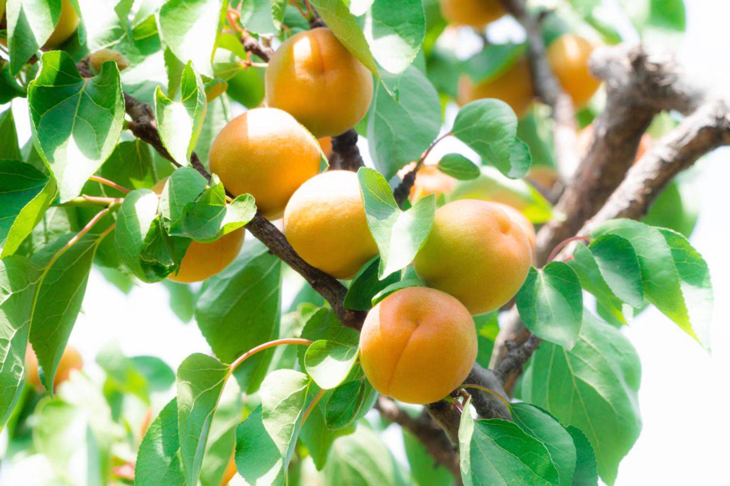 平谷万亩百年北寨红杏本月成熟科技小院支招提质增产