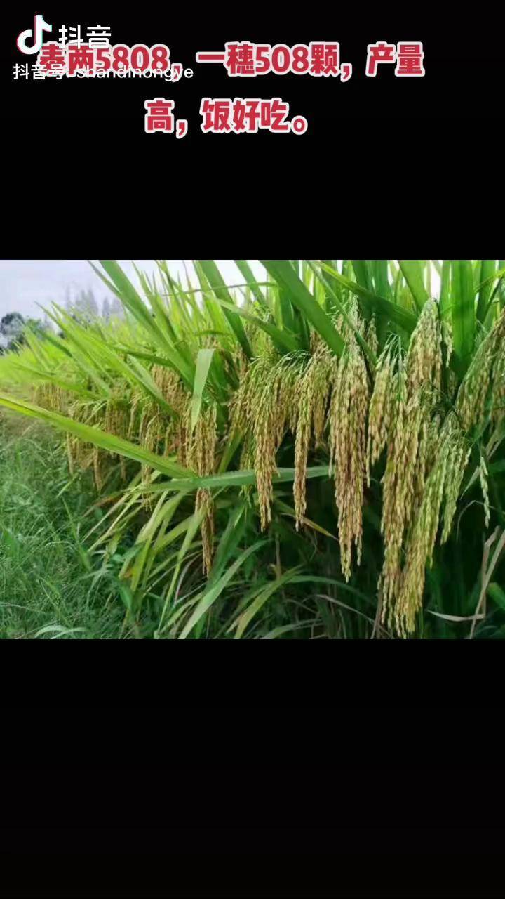 泰两优5808高产优质饭好吃一份耕耘一份收获粮食人