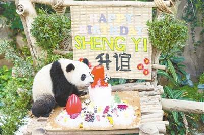 中国旅马大熊猫幼崽 “升谊”喜迎周岁生日