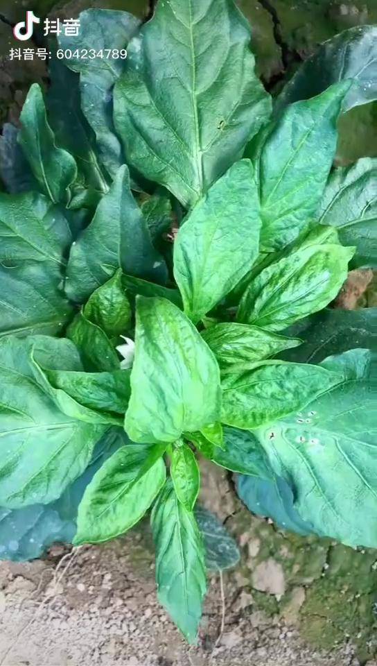 轻知识计划 农业种植技术 看一下辣椒茶黄螨的危害!_种植_辣椒_农业