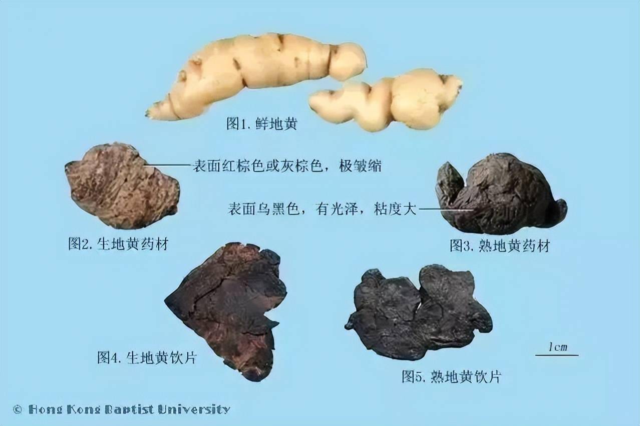 熟地黄长什么样子图片图片