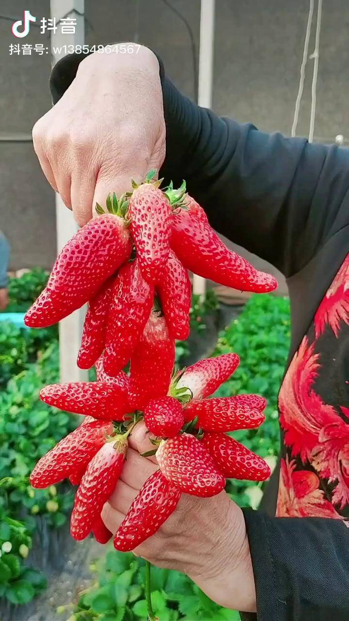 长长的香蕉草莓口感棒棒滴香蕉草莓苗草莓苗育苗基地特色农业