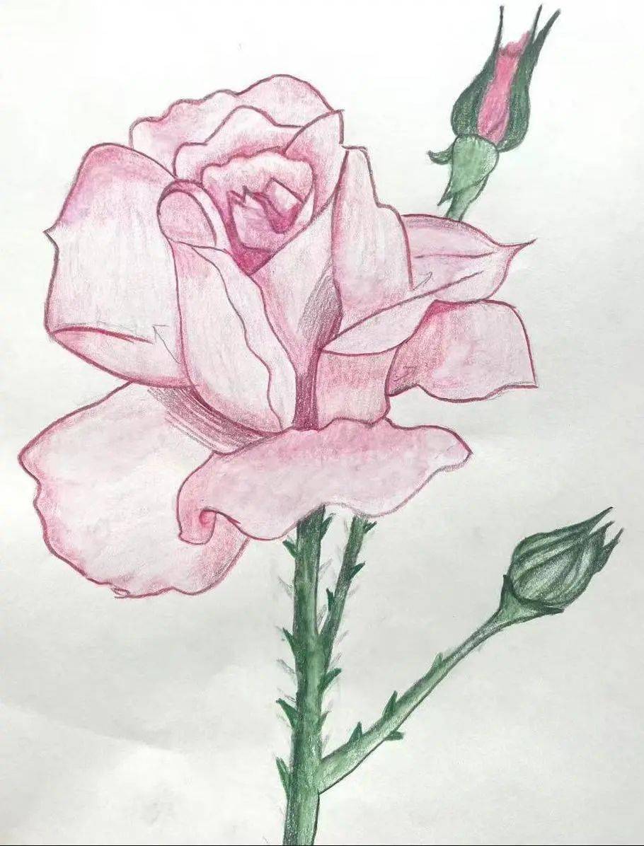 围观致远 | 草木如花,繁花似画——致远初中写生活动