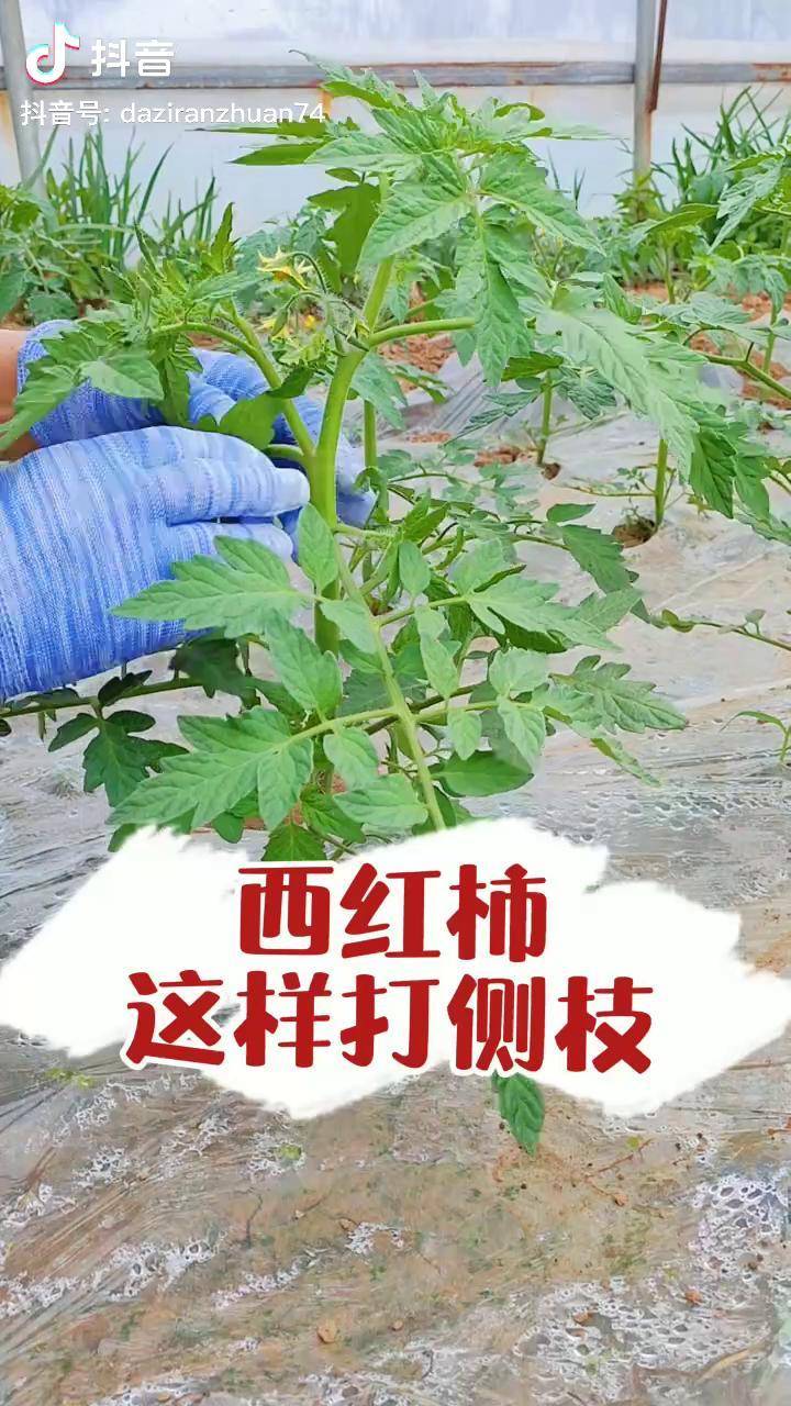 番茄打侧枝技巧第一朵花絮以下的侧枝全部打掉集中养分