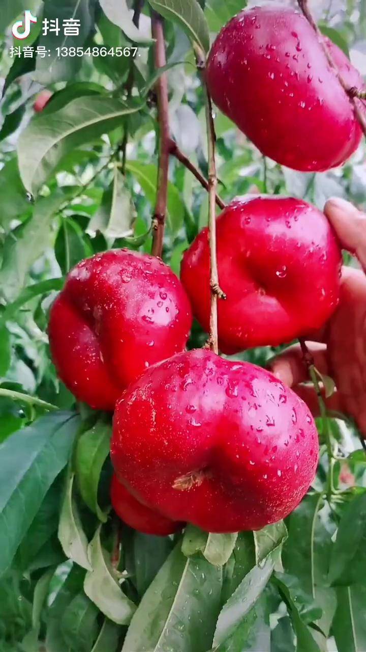 1-21油蟠桃果个均匀 糖度高 上色好 脆甜可口 市场前景好 适合大力