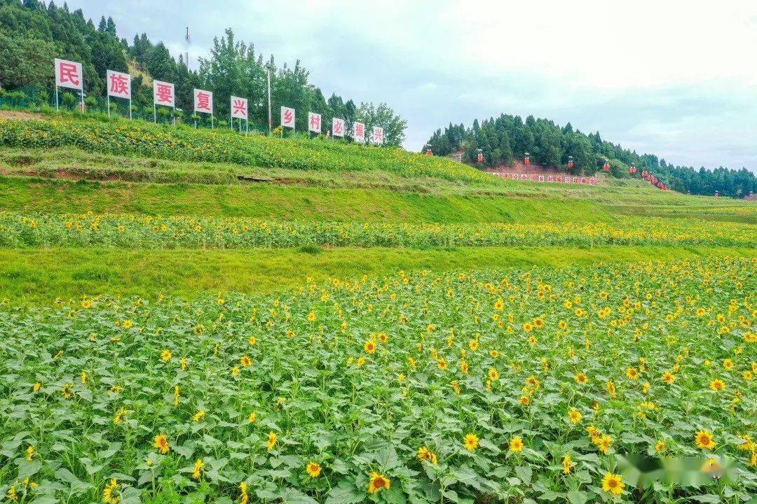 遂宁安居花海图片